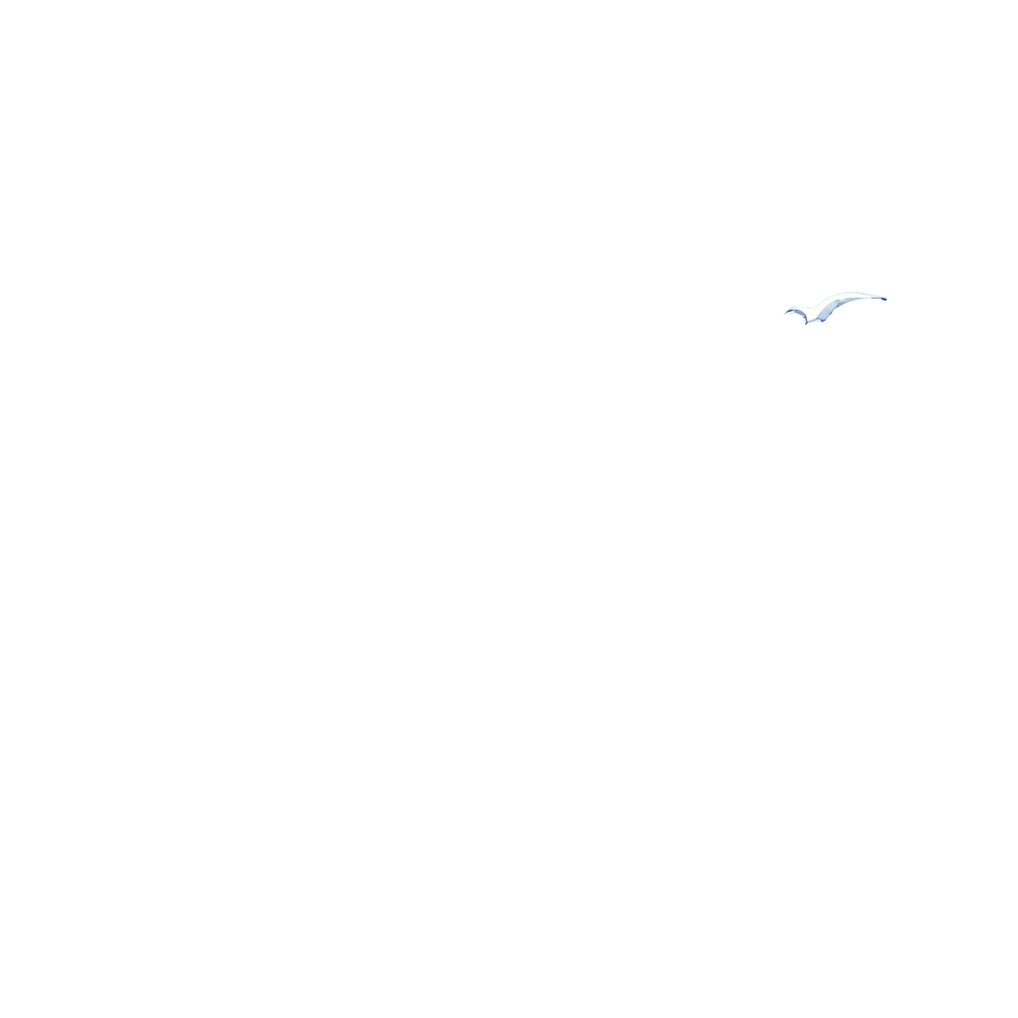 gabbiano